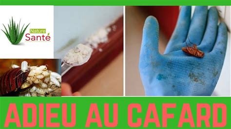 Astuces Et Remedes Pour Eliminer Les Cafards Naturellement Youtube