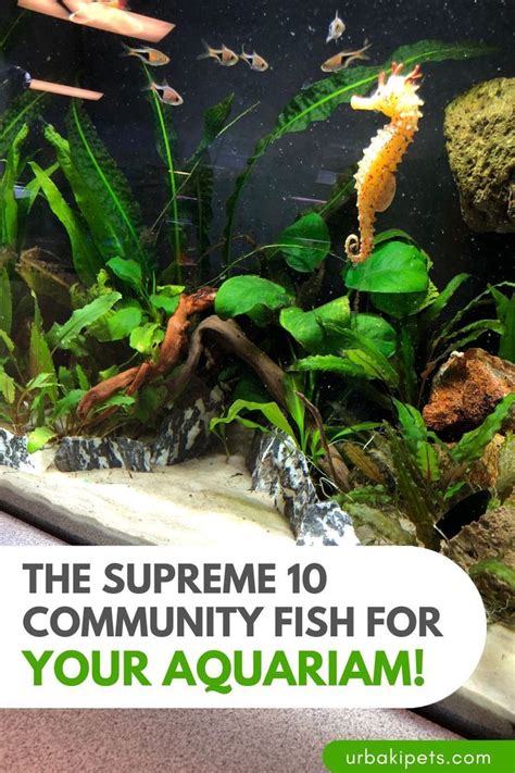 The Supreme Community Fish For Your Aquarium