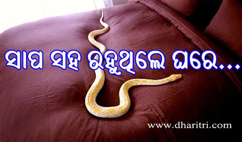 ଜଣେ ବ୍ୟକ୍ତି ଏକାସାଙ୍ଗରେ ଘରକୁ ନେଇ ଆସିଲେ ୧୦୦ରୁ ଅଧିକ ସାପ ଆଉ ତା ପରେ