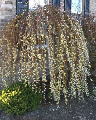 The Pruning Of A Weeping Pussy Willow Artofit