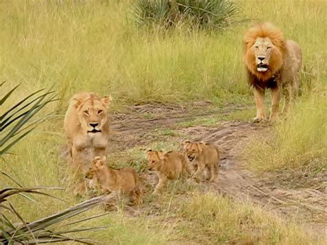 Lion Cubs Adorably Attempt To Imitate Father's Roar