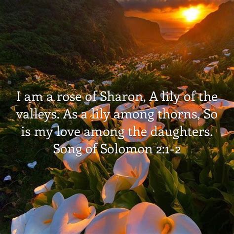 Song Of Solomon 2 1 2 I Am A Rose Of Sharon A Lily Of The Valleys As