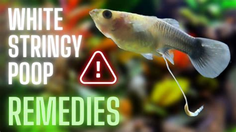 Guppy Fish Care White Stringy Poop In Guppy Fish Remedies Youtube