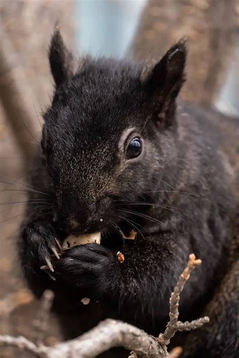 Black Squirrel Symbolism: Shadows of the Wild - Go Spiritually (2024)