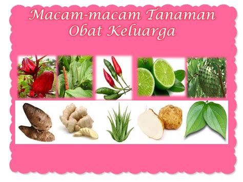 12 Jenis Tanaman Obat Paling Populer Penjelasannya Dan Manfaatnya —