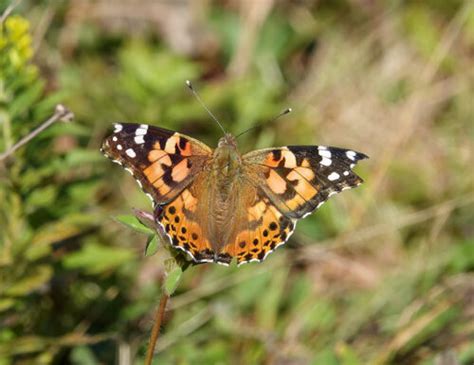 How To Execute The Release Of Your Butterflies In Florida Wedding