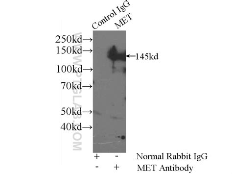 C Met Cytoplasmic Antibody Ap Proteintech