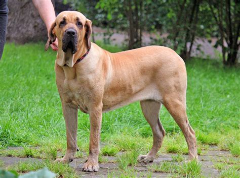 Fila Brasileiro Cuidados E História Da Raça Melhoramigodog