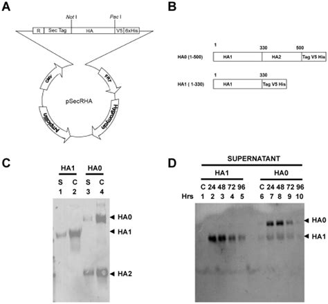 A To Enhance Ha Protein Expression From The Frt Cmv Vector