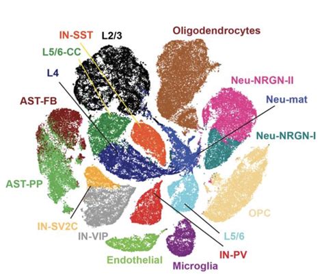 Autism BrainNetSingle-cell study identifies brain cell types linked to ...