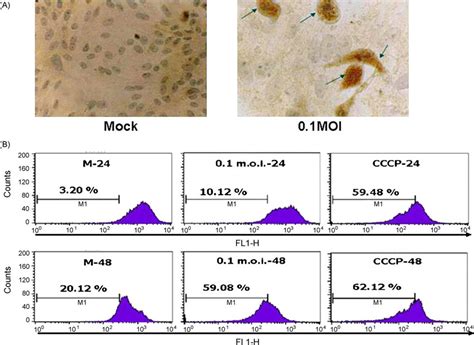 Detection Of Cytochrome C And Loss Of Mitochondrial Membrane Potential