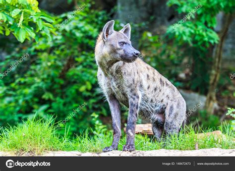 Hyena hunting in forest — Stock Photo © Deerphoto #148472473