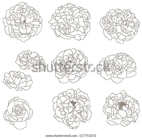 Peony Flower Line Art Stock Vector (Royalty Free) 117751072