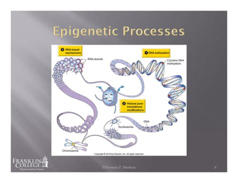 Pathophysiology Non Mendelian Inheritance And Genetic Counseling