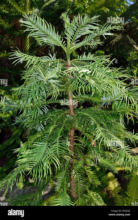 Wollemi Pine Wollemia Nobilis Ancient Tree Species From Wollemi