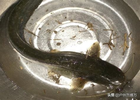 夏季晚上去釣魚，釣友把這些搞清楚，釣到大魚很簡單 每日頭條