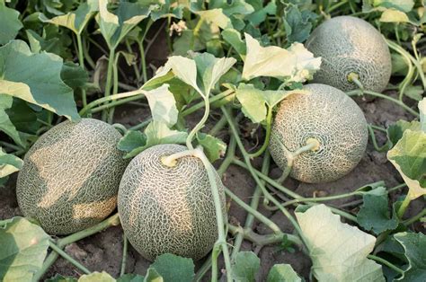 How To Plant And Grow Melons Harvest To Table