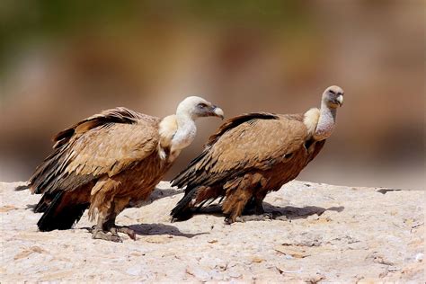 Vautour Fauve Gyps Fulvus Griffon Vulture Merci à Tous P Flickr