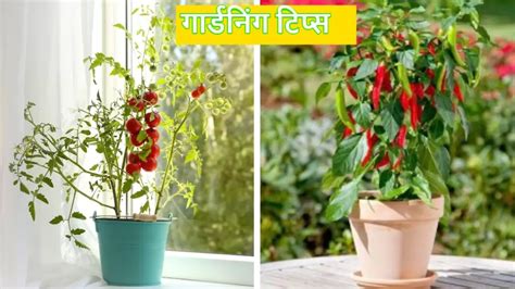 Gardening Tips टमाटर मेथी हरी मिर्चबारिश में 5 सब्जियां घर में