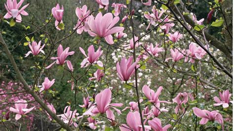 Pink Magnolia Tree Varieties