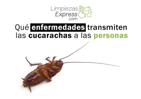 Enfermedades Que Transmiten Las Cucarachas A Las Personas