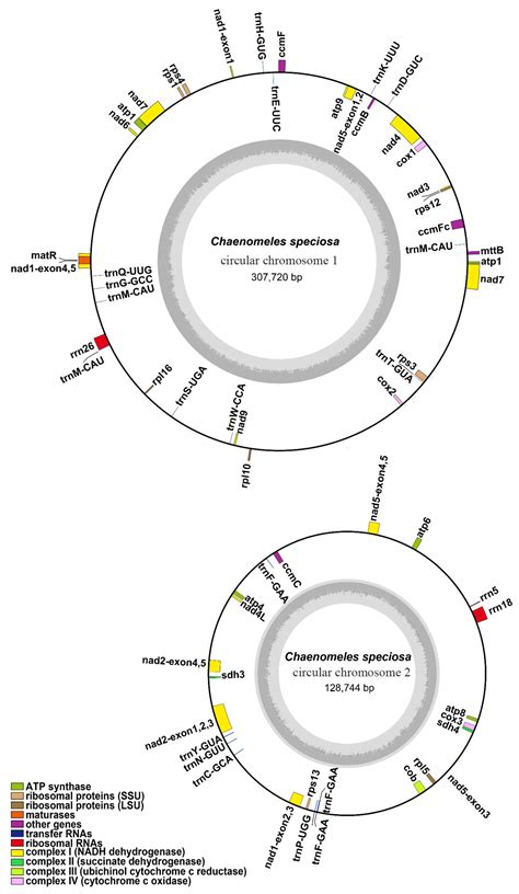 Genes Free Full Text De Novo Assembly And Comparative Analysis Of