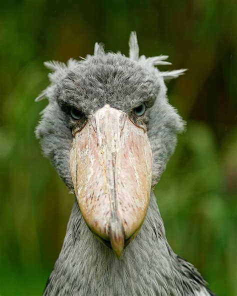 Michael On Instagram Schuhschnabel Shoebill Weltvogelpark