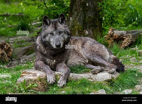 Black Northwestern Wolf Mackenzie Valley Wolf Alaskan Timber Wolf