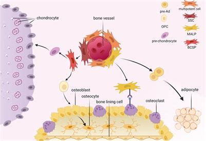 Frontiers Bone Marrow Mesenchymal Stromal Cells Identification