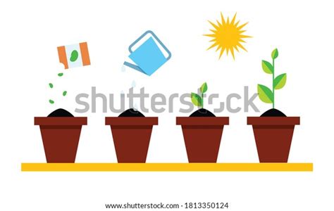 Estadios De Cultivo De Plantas Infograf A Vector De Stock Libre De