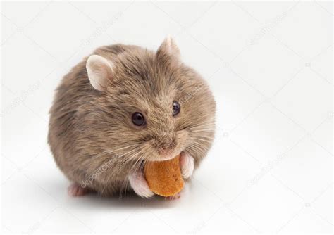 Adorable hamster eating fat. — Stock Photo © akvafoto2012 #98086032