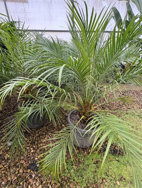 Pygmy Date Palm Plants For Spaces