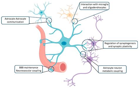 Ijms Free Full Text Essential Role Of Astrocytes In Learning And Memory