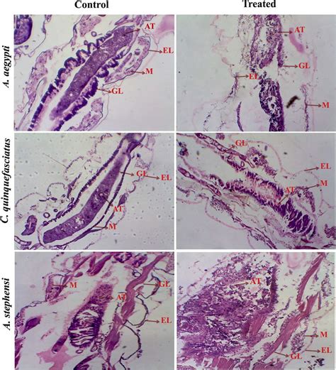 Histology Of The Mosquito Larvae Control And Treated Control At Download Scientific Diagram