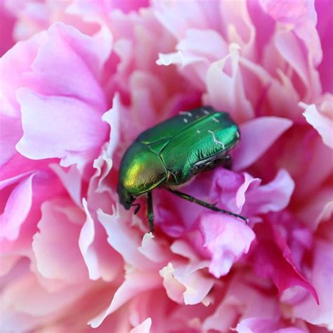 What Is The Spiritual Meaning Of Seeing A Beetle At Preston Hopper Blog