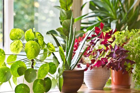 Las Mejores Plantas Para Decorar Tus Interiores Plantasman A