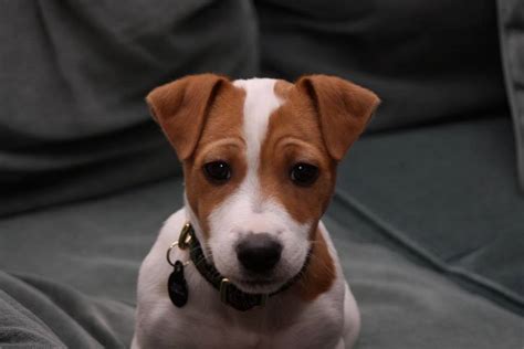 Shorty Jack Russell Terrier Puppies For Sale Short Legged Russells