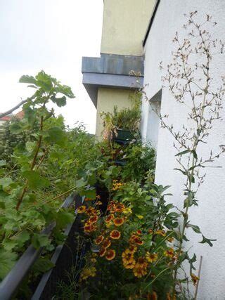 Ber Mich Balkonexpertin Birgit Schattling Bio Balkon