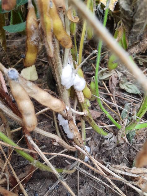 White Mold In Soybean Stem And Pod Close Up Of Sclerotinia Flickr