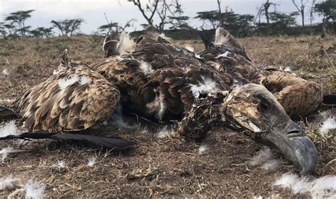 Responding To Wildlife Poisoning Incidents In West Africa To Save Vultures