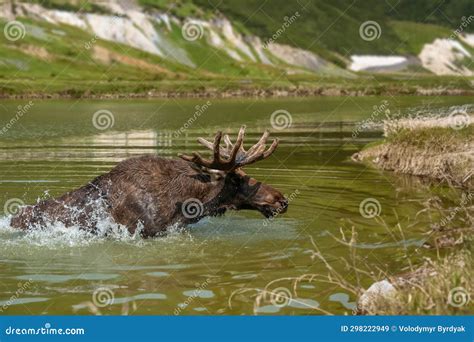 Moose Swimming In Lake With Big Horns On Wild Lake Stock Image Image