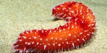 Sea Cucumber - Reproduction Within the Different Phylums