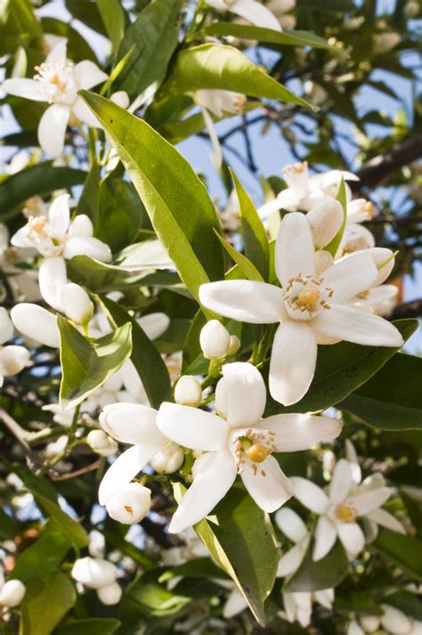 Neroli Absolute Essential Oil, 100% Pure, Natural & Undiluted