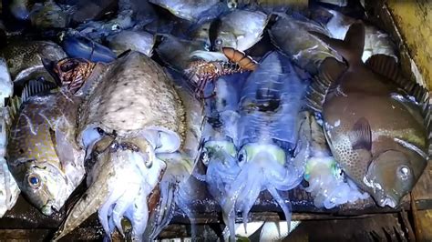 Berburu Malam Hari Banyak Strike Dengan Ikan Baronang Cumi Batu Jumbo