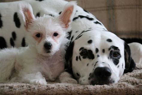 Dalmatian Lika And Choonya Dalmatian Animals Dogs