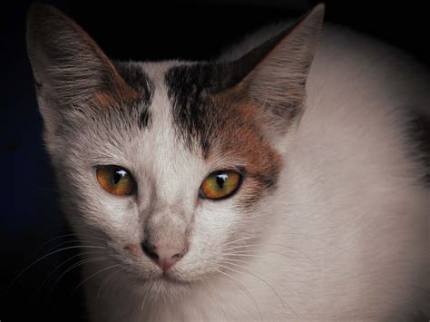 Calico Cat with Yellow Eyes · Free Stock Photo