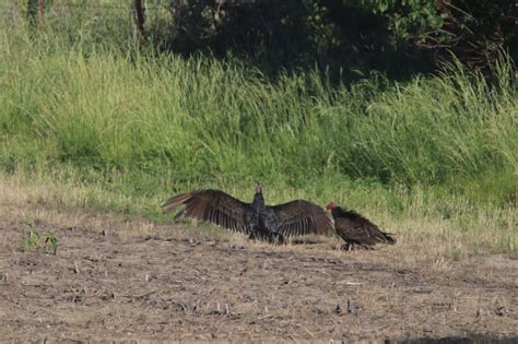 The buzzards were hanging around today — GunBroker.com Member Forums