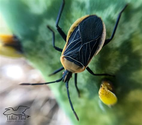 Who Is The Cactus Bug What Next Photography And Graphic Arts