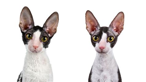 Cornish Rex And Californian Rex Standard De Race