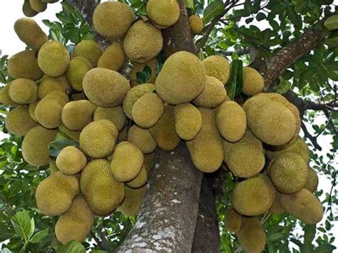 Jackfruit Nature Nursery Central Indias Biggest Nursery In Indore